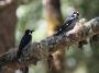 CostaRica06 - 094 * Acorn Woodpecker